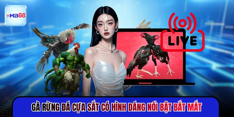Gà Rừng Đá Cựa Sắt - 5 Đặc Điểm Nhận Diện Chuẩn Nhất - mavor.club