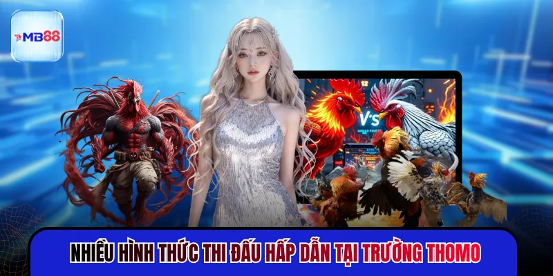 Đá Gà Thomo - Trận Đấu Nảy Lửa Thu Hút Nhất 2026 - mavor.club